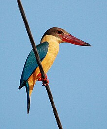 Stork-billed Kingfisher (1).jpg