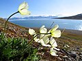 Papaver dahlianum)