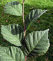 Feuillage d’Ulmus lamellosa.