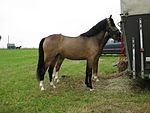 Welsh Pony of Riding Type