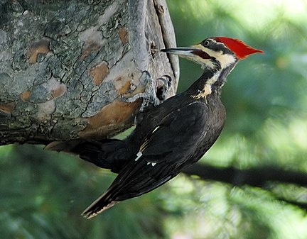 Pileated Woodpecker