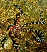 Wunderpus photogenicus