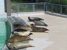 Zeehondencentrum Pieterburen