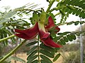 Flowers of the red variant of S. grandiflora