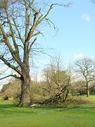 Branches broken off a tree in Wythenshawe Park, Manchester, England. Windthrown tree in background