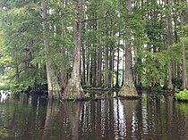 Cluster of bald cypress trees seen in Trap Pond State Park in Southern Delaware