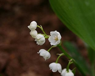 Liljekonval (Convallaria majalis)