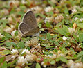 With a dark grass blue (Zizeeria karsandra) in Hyderabad