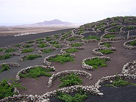 Image illustrative de l’article Vignoble des Canaries