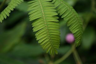 Ægte Mimose (Mimosa pudica) - før berøring Foto: Sten Porse