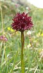 Nigritella nigra ssp. austriaca Tepper&E.Klein, 1990