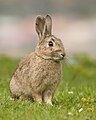 Conejo europeo (Oryctolagus cuniculus) en Tasmania.