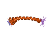 2d2p​: Rešenje strukture peptida