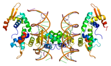 Protein FOXP2 PDB 2a07.png