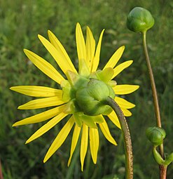 Les phyllaires de Silphium pinnatifidum sont gradués, les plus proches de la fleur étant plus longs que les couches extérieures.