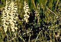 Nodding ladies'-tresses (Spiranthes cernua)