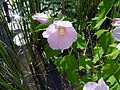 Hibiscus moscheutos