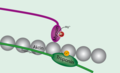 Troponine bindt aan calcium, waardoor tropomyosine los laat van het actine en myosine aan het actine kan binden.