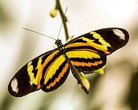 Fotografia de H. ethilla polychrous, vista superior. Subespécie da região sudeste do Brasil.