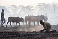 Mundari people collecting the cow dung to burn it.