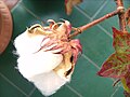 Cotón (Gossypium hirsutum) encara en a planta.