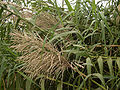 Miscanthus floridulus, Lakeba ke ek native grass hae jon ki talasigame hoe hae