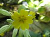 Primula verticillata