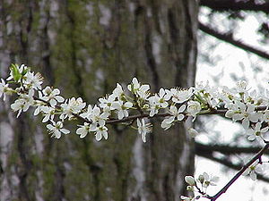 Gerezi-aranondoa (Prunus cerasifera var. pissardii)