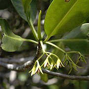 Inflorescence.