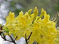 Rhododendron luteum