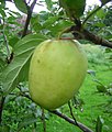 Schieblers Taubenapfel am Baum