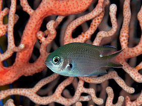 Chromis notata