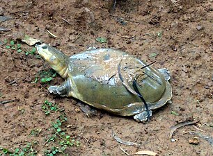 Indian black turtle