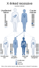 X-linked recessive inheritance (carrier mother)