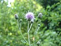 Cirsium arvense(Acker-Kratzdistel)