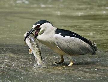 Black-crowned night heron