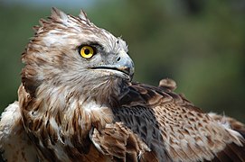 Vue d'une espèce d'oiseau, le Circaète Jean-le-Blanc.