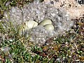 Eider nest on the tundra in the Canadian Arctic