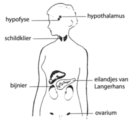 Enkele belangrijke hormoonklieren van het menselijk endocrien systeem