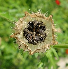 Uma forma complexa de deiscência loculicida ocorre no cálice de Hibiscus trionum que abre apicalmente para revelar a cápsula (derivada do ovário) que está no seu interior. A cápsula divide-se verticalmente no centro, bem como através das paredes do lóculo.