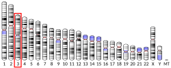 Thumbnail for Parathyroid hormone 1 receptor