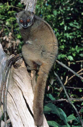 Lepilemur ruficaudatus