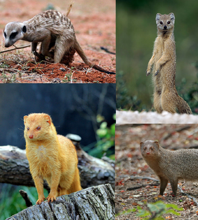 Descripcion d'l'imatge Mongoose collection.png.