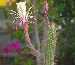 Квітка Peniocereus serpentinus