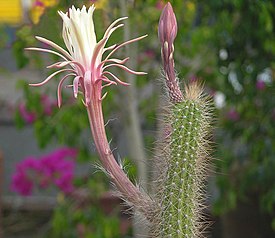 Peniocereus serpentinus