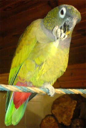 Pionus maximiliani