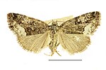 Protodeltote pygarga – Specimen