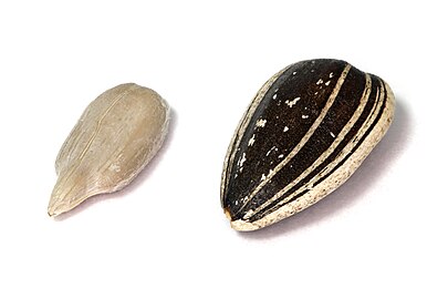 Seed dehulled (left) and with hull (right)