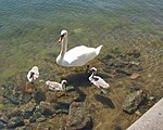 Höckerschwan mit Jungen auf Süd-Ljusterö 2008.