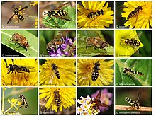 Syrphidae poster.jpg